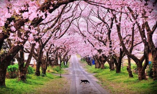 Need to know about Shillong's fourth Cherry Blossom Festival 2019