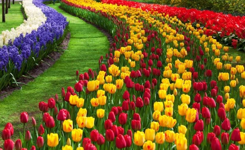 Srinagar's famous Tulip Garden is now open; PM urges people to visit