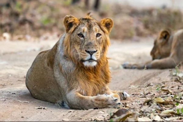 Eight lions in Hyderabad zoo test Covid positive