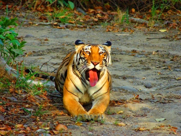 best wildlife sanctuaries in India