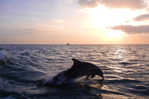 dolphins in goa