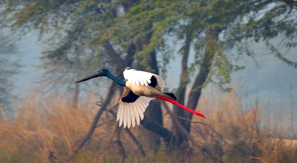 Sultanpur bird Santuary