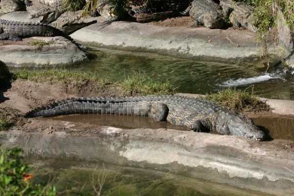 Crocodile national Reserve