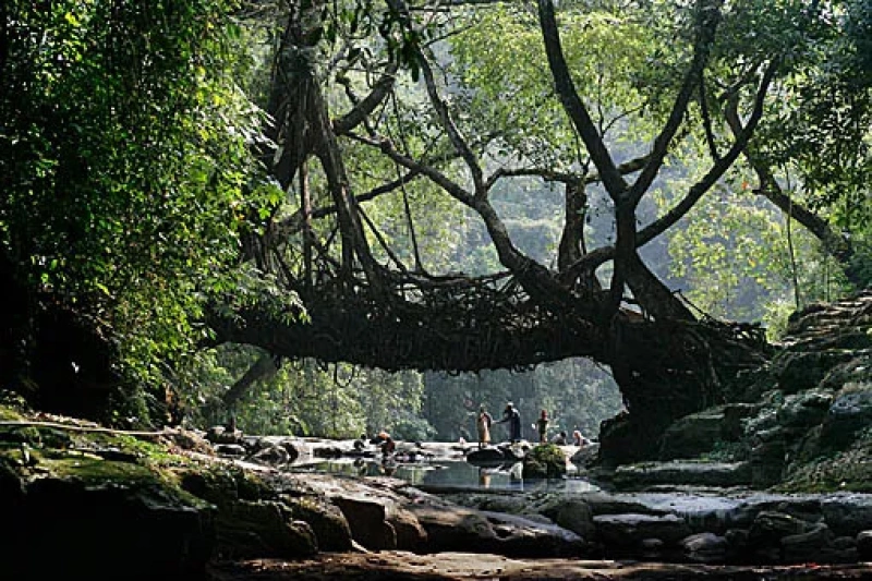 Northeast India Unexplored: Meghalaya Living Root Bridges & Arunachal Treks