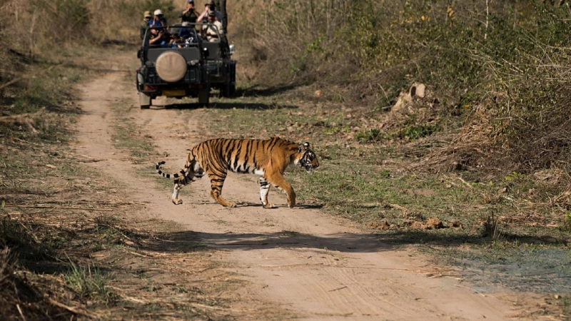 Winter Wildlife Safaris: Spotting Tigers & Birds in January (Ranthambore, Bharatpur)