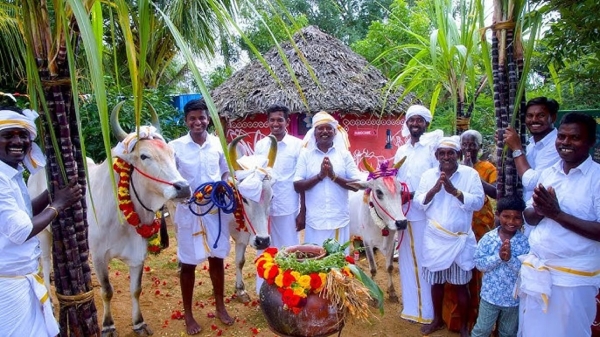 Pongal Festival 2025: Experiencing Tamil Nadu’s Harvest Celebrations