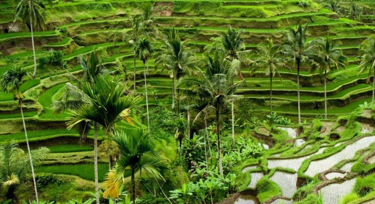 Everything you need to know about Ubud