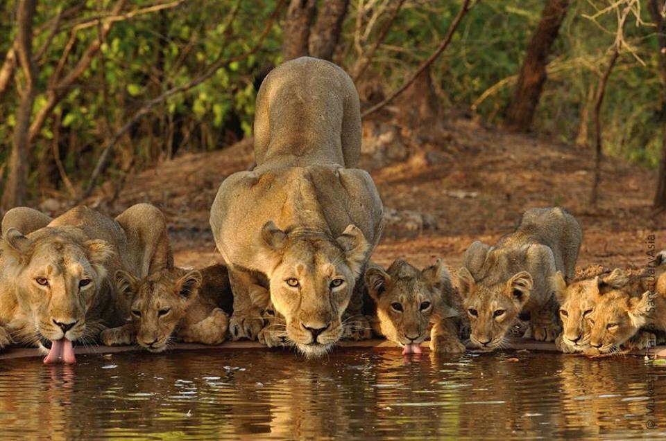 Gir National Park 