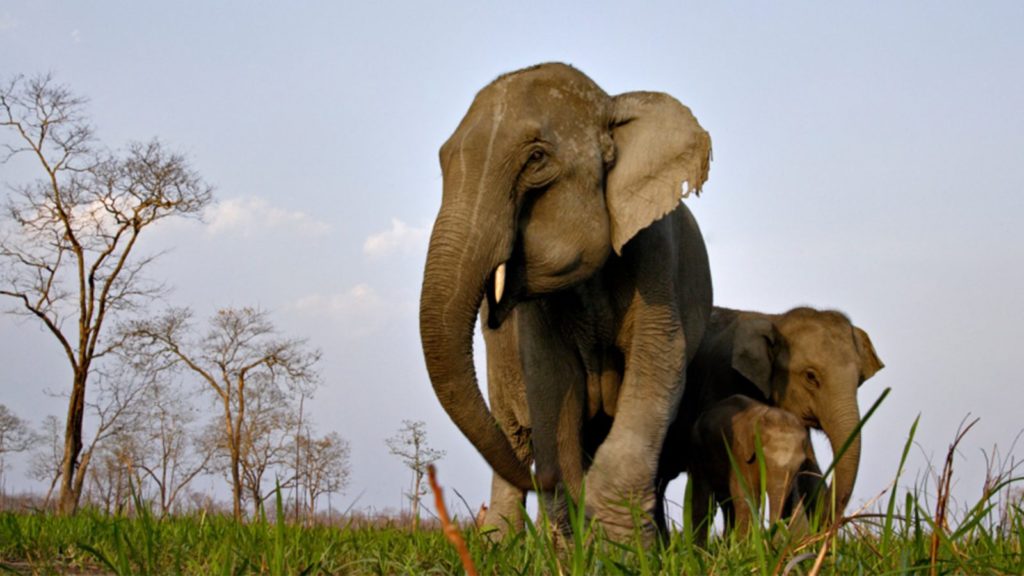 Kaziranga National Park