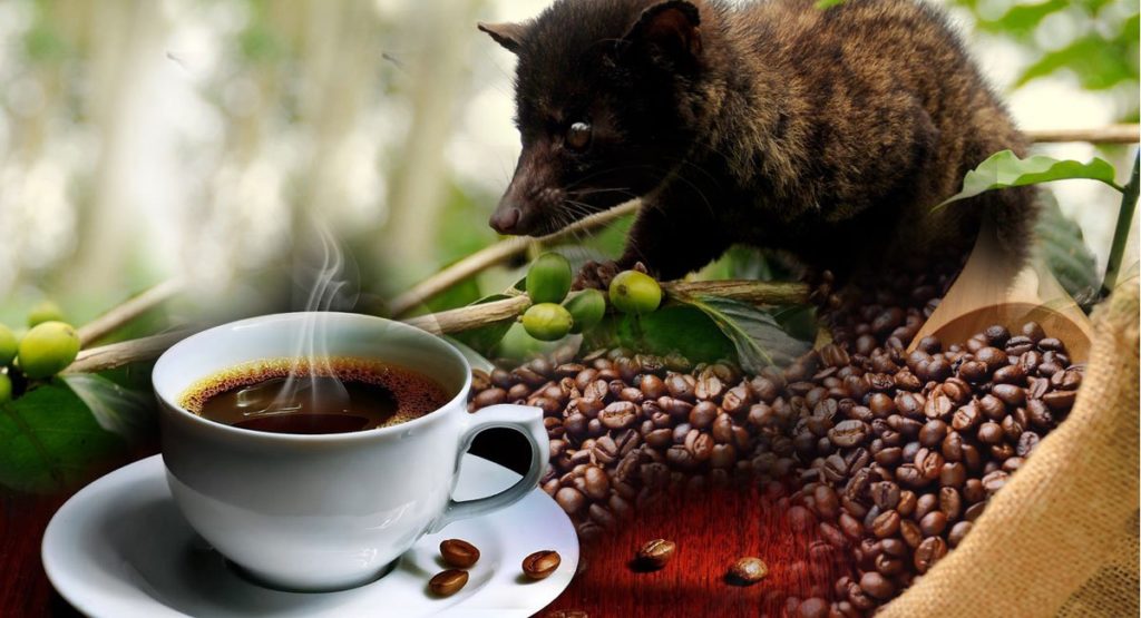 Luwak coffee