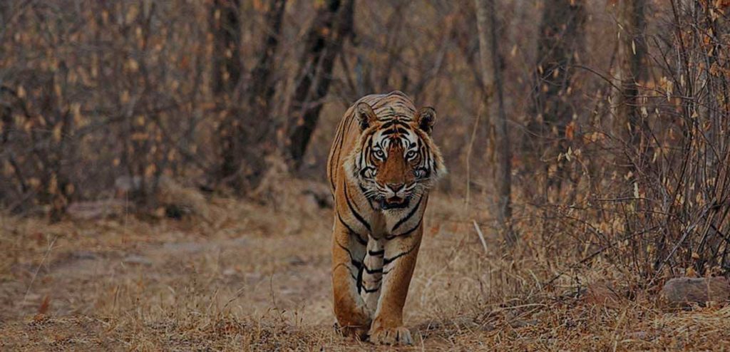 Ranthambore National Park