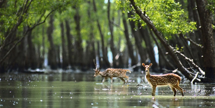 Sundarbans National Park