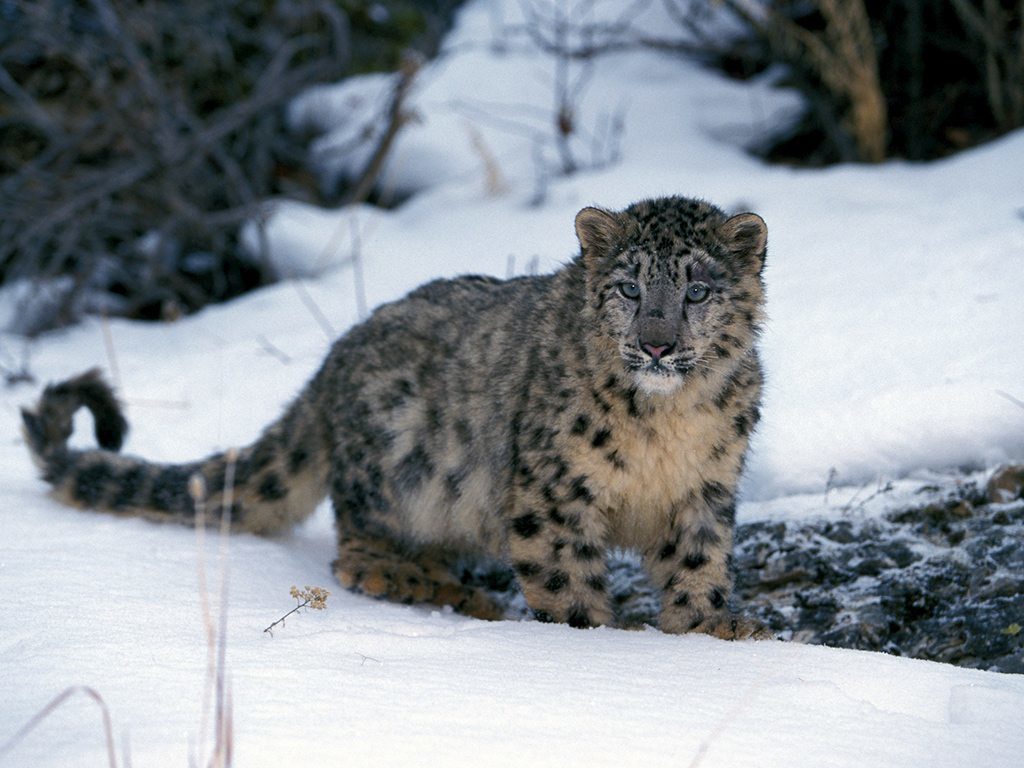 Great Himalayan National park