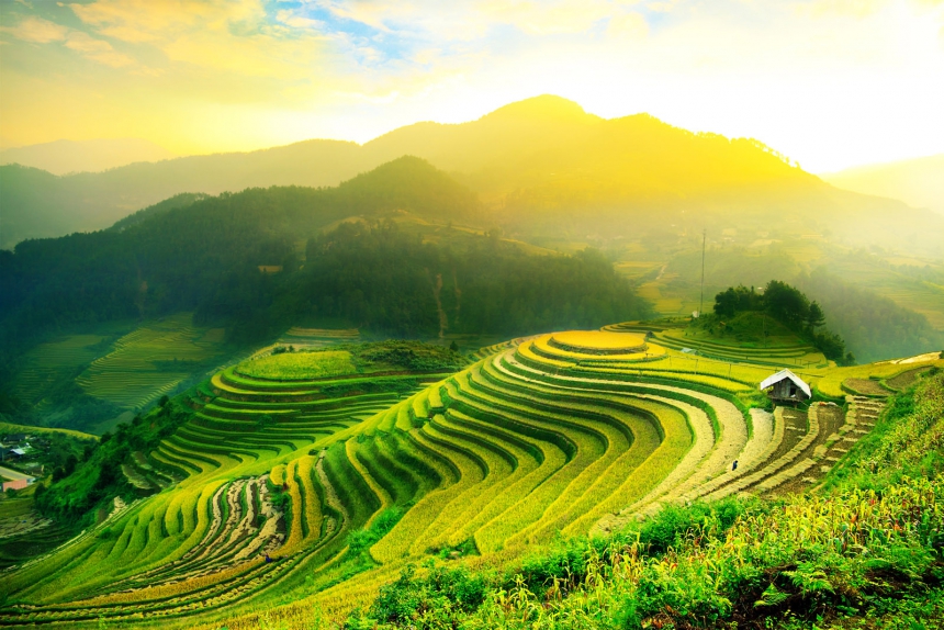 RICE FIELDS