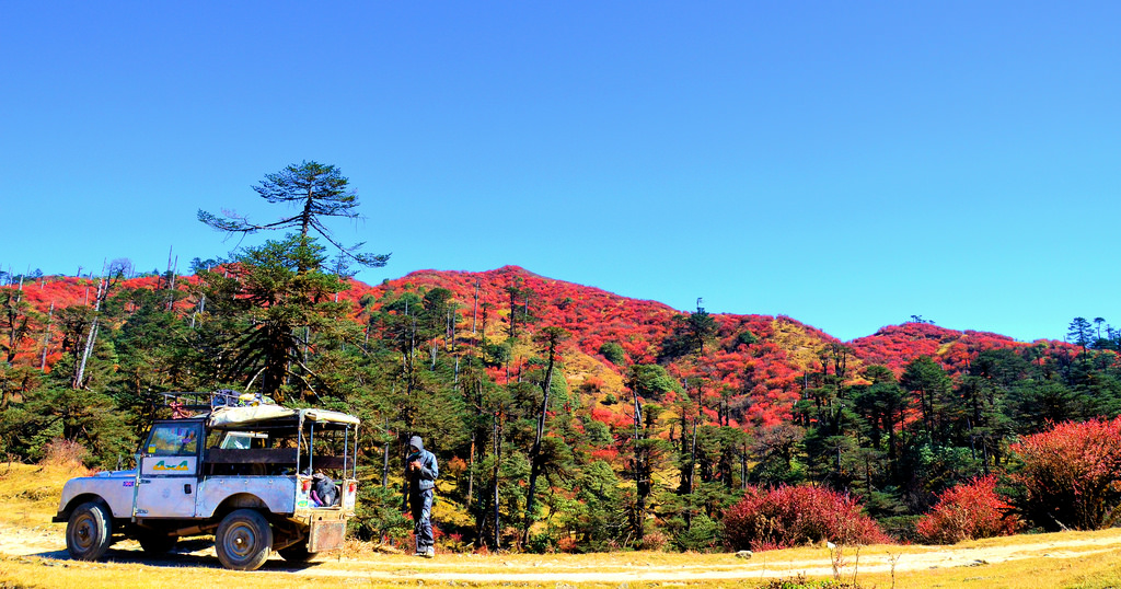 Singalila National Park: Home To Red Pandas West Bengal's 