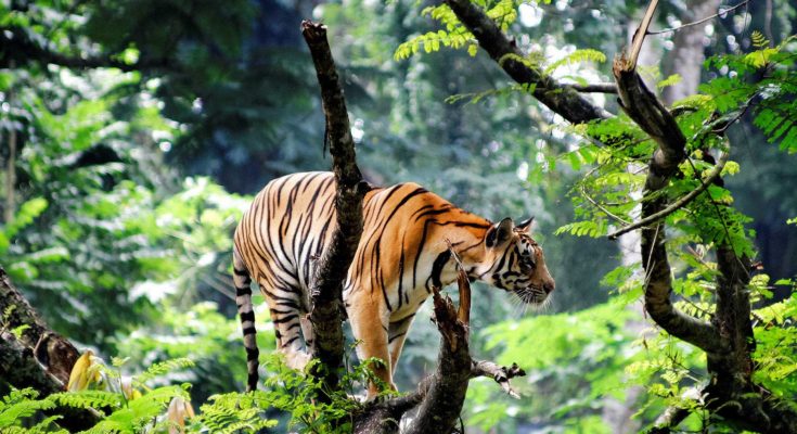 Thekkady – Planning for Tiger Prowling and Spice Hunting