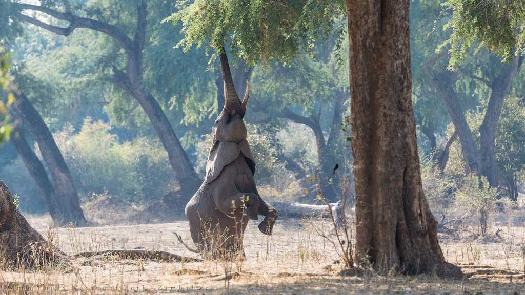 Manas National Park