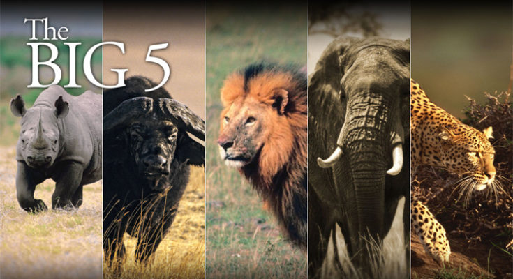 What Exactly Are the Big Five? Where to Spot Them in South Africa?