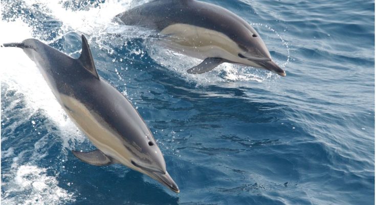 Best Places to Spot Dolphins in India